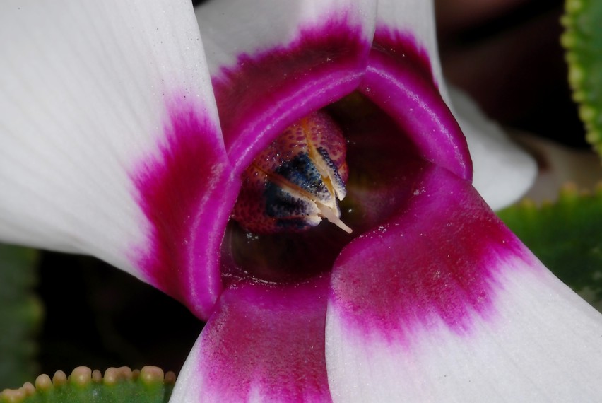 Psathyrella pygmaea ?
